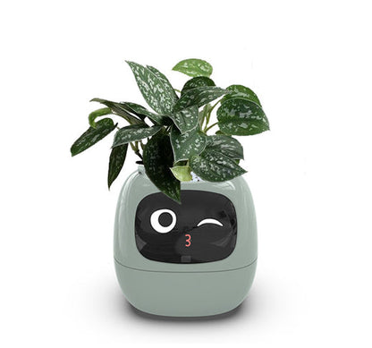 Smart Planter Endless Fun